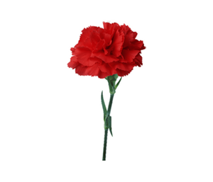 Not Just Any Flower – The Red Carnation 