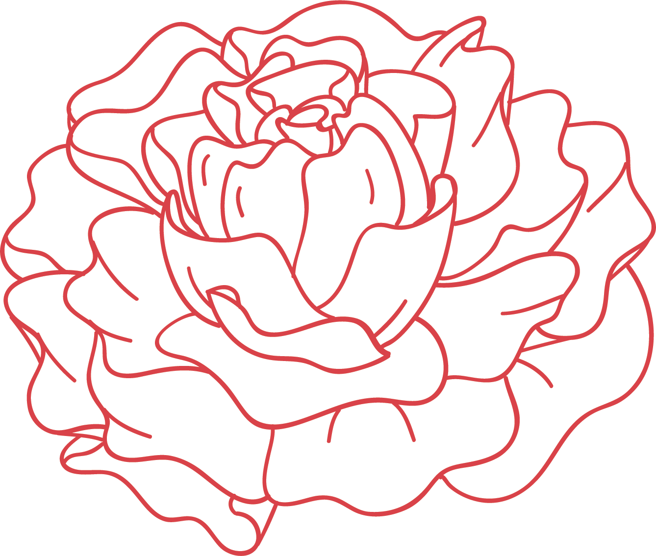 Carnation drawing